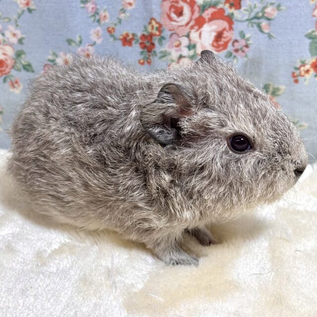 テディモルモット