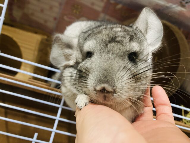 動画更新🆙ナデナデ大好き甘えんぼ❤︎ *ˊᵕˋ チンチラ(グレー)くん🩶♂ チンチラ