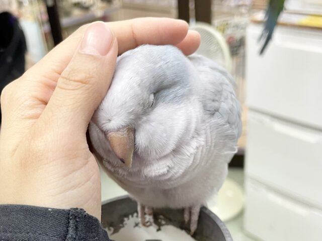 控えめな甘えん坊🩵🤍オキナインコ(ブルーパリド) オキナインコ