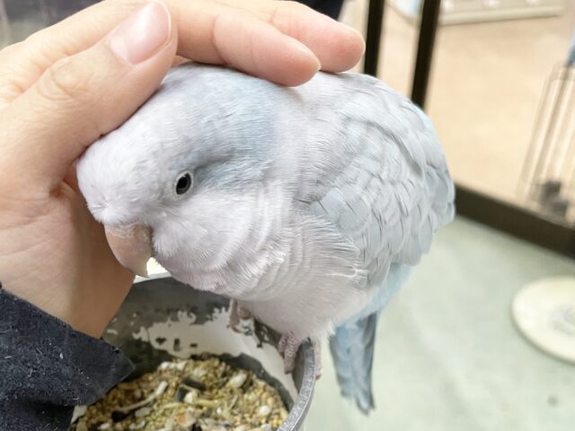 控えめな甘えん坊🩵🤍オキナインコ(ブルーパリド) オキナインコ