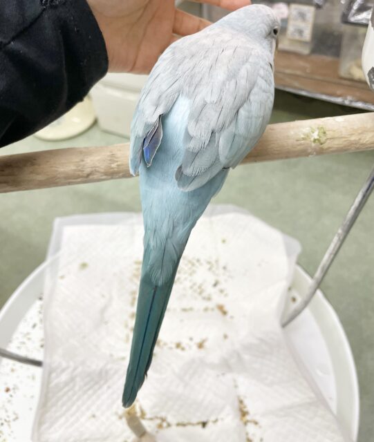 控えめな甘えん坊🩵🤍オキナインコ(ブルーパリド) オキナインコ