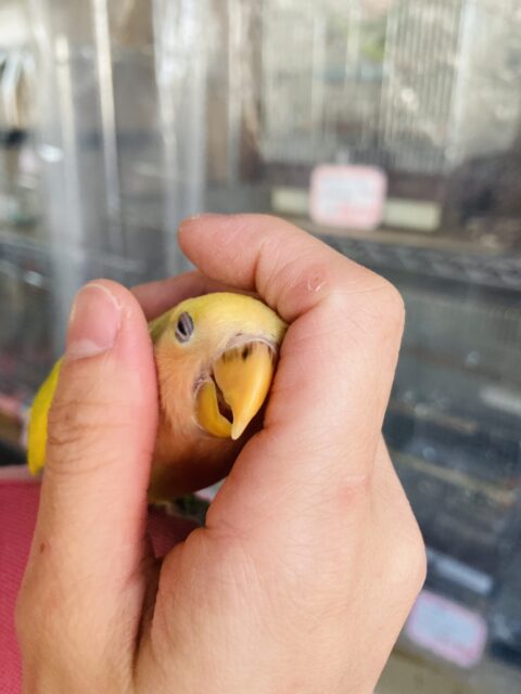 コザクラインコ（小桜インコ）