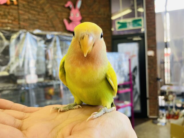 コザクラインコ（小桜インコ）