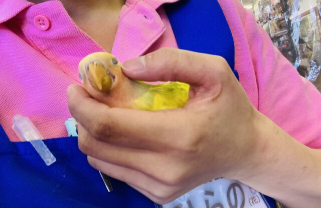 コザクラインコ（小桜インコ）