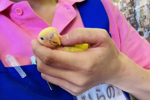 コザクラインコ（小桜インコ）