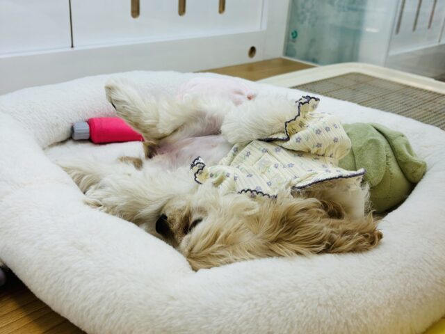 アメリカンコッカースパニエル