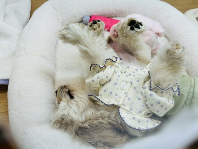 アメリカンコッカースパニエル