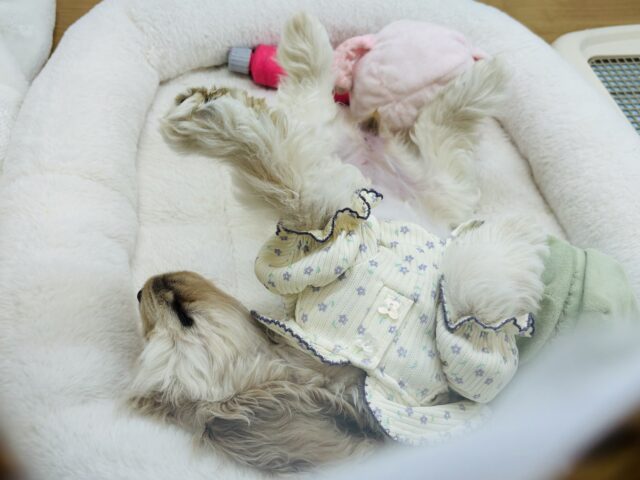 アメリカンコッカースパニエル