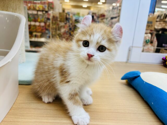 アメリカンカール