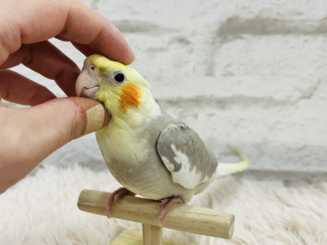 オカメインコ