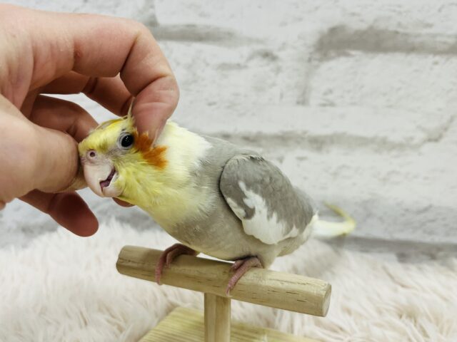 オカメインコ