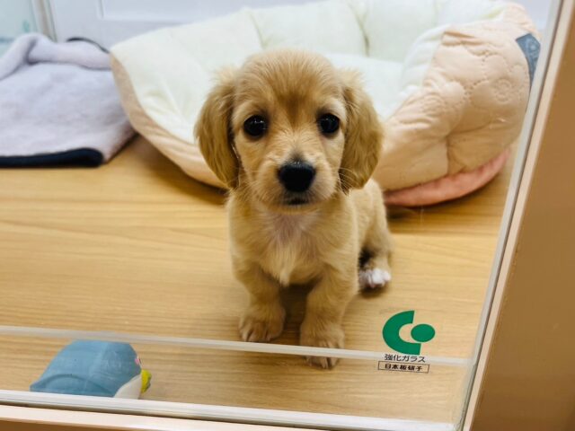 ミニチュアダックス