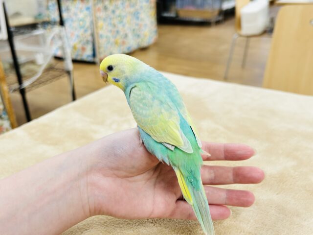 セキセイインコ