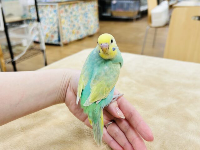 セキセイインコ