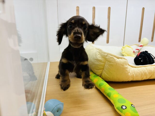 ミニチュアダックス