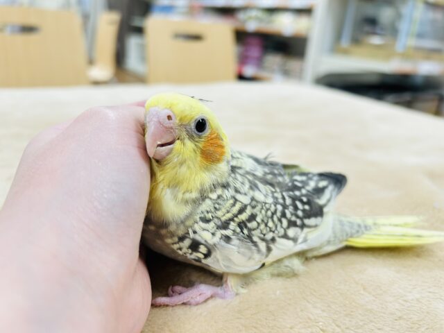 オカメインコ