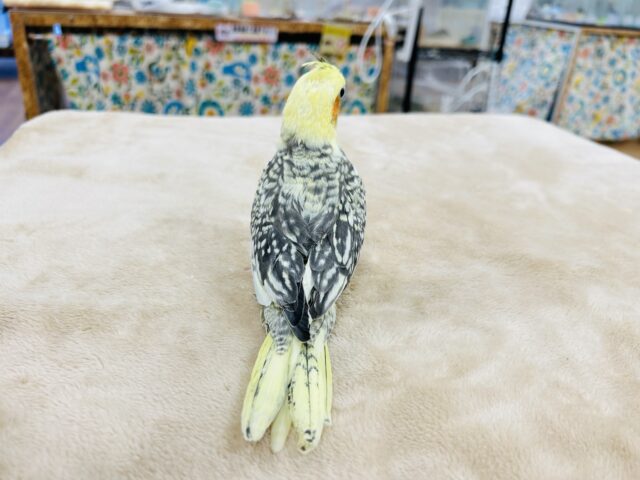 オカメインコ