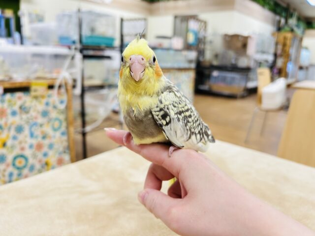 オカメインコ