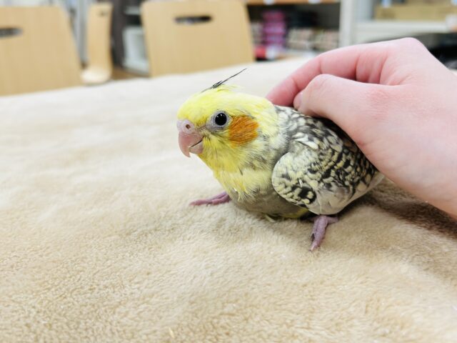 オカメインコ