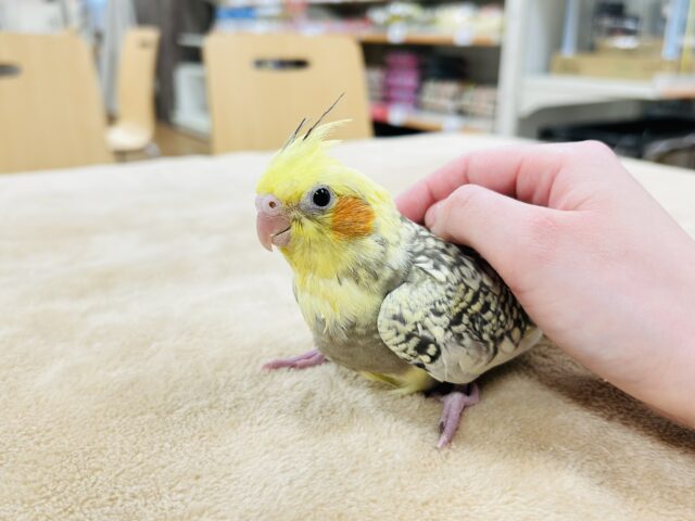 オカメインコ