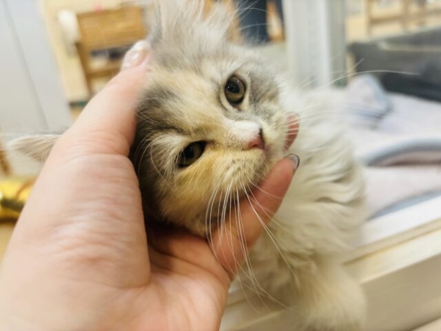 スコティッシュフォールド