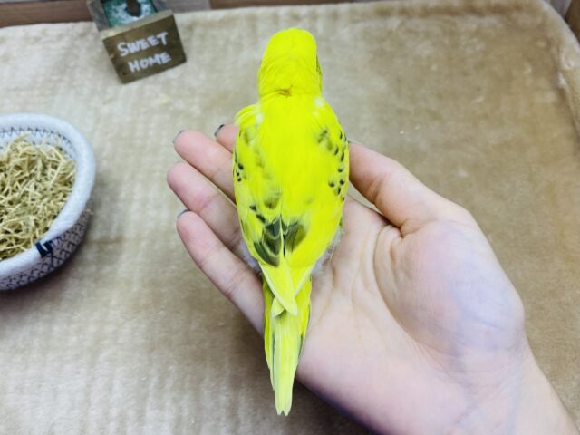 セキセイインコ