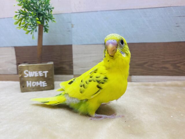 セキセイインコ