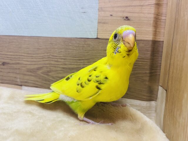 セキセイインコ