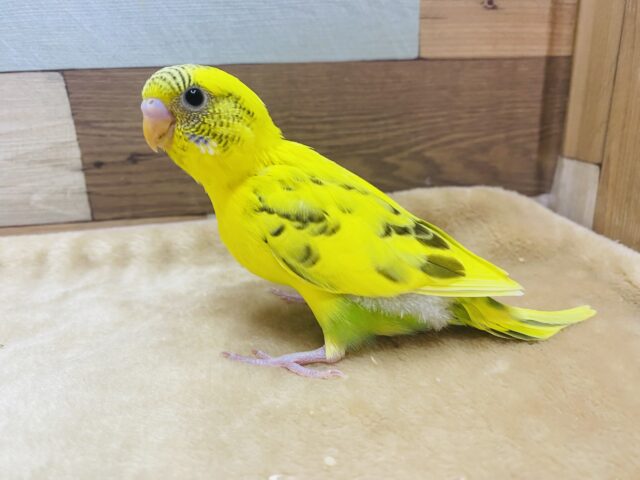 セキセイインコ