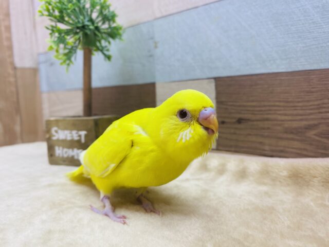 セキセイインコ