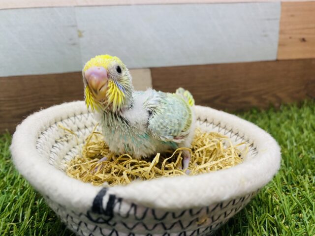 セキセイインコ