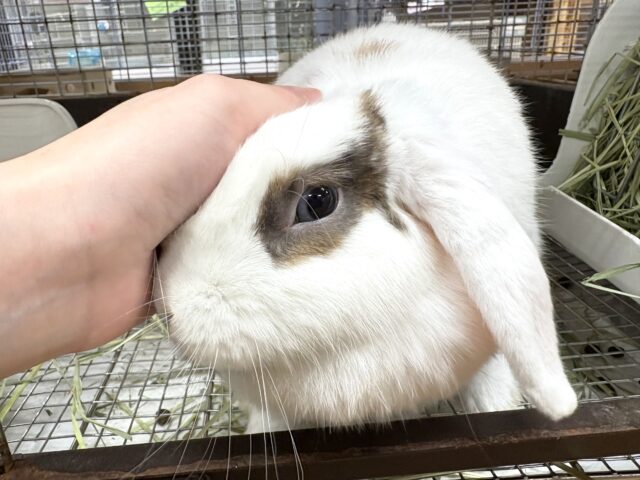 ホーランドロップ