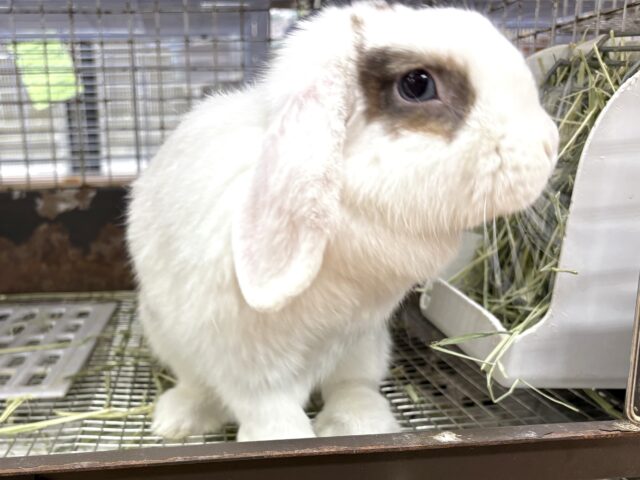 ホーランドロップ