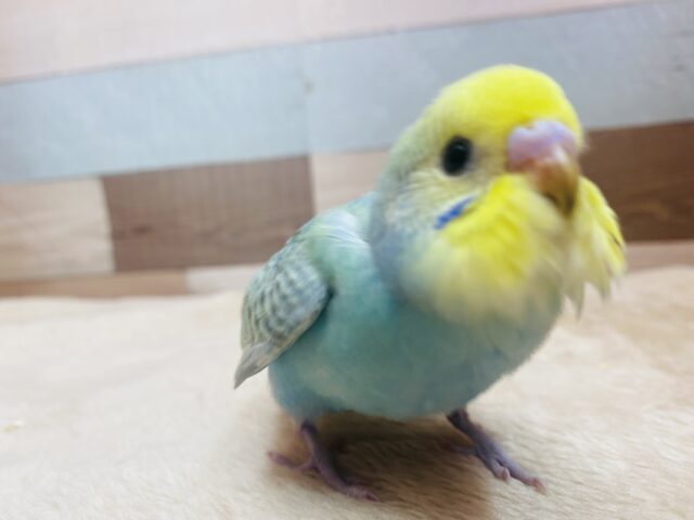 セキセイインコ