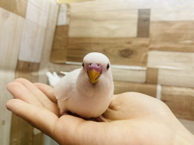 セキセイインコ