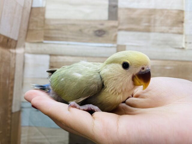 コザクラインコ（小桜インコ）