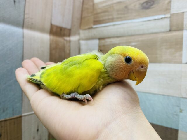 コザクラインコ（小桜インコ）