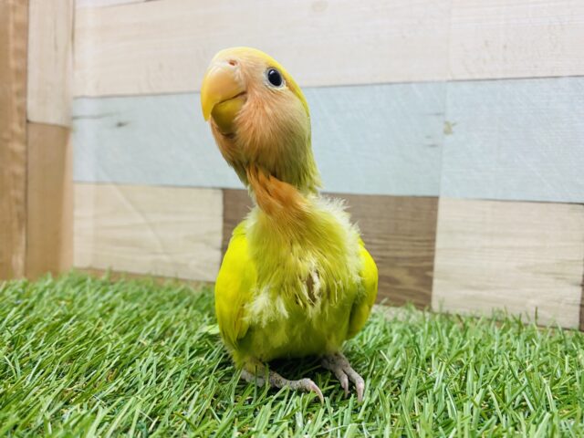 コザクラインコ（小桜インコ）