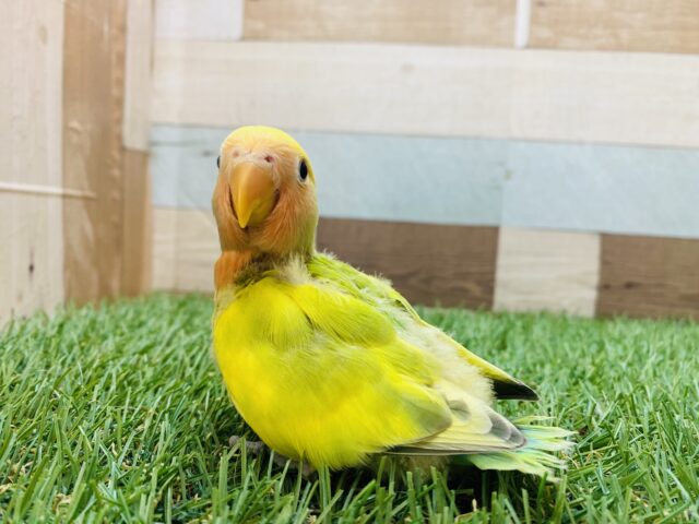 コザクラインコ（小桜インコ）