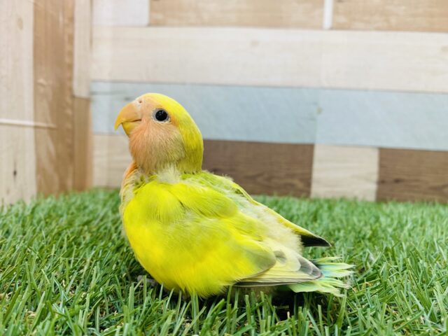 コザクラインコ（小桜インコ）