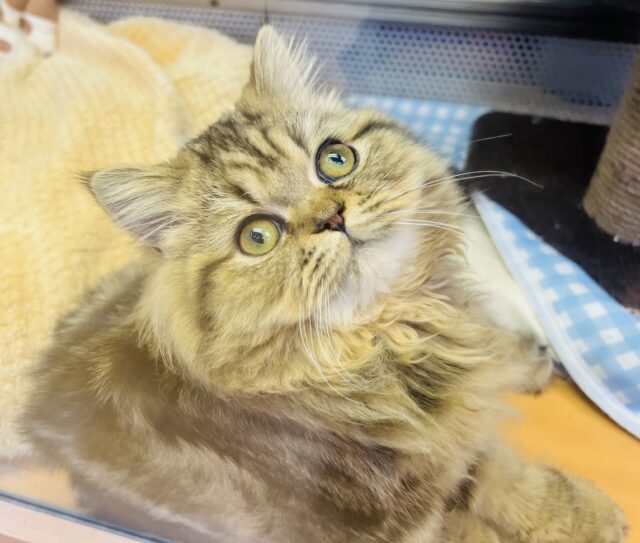 フォールデックス