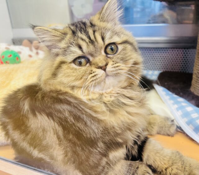 フォールデックス