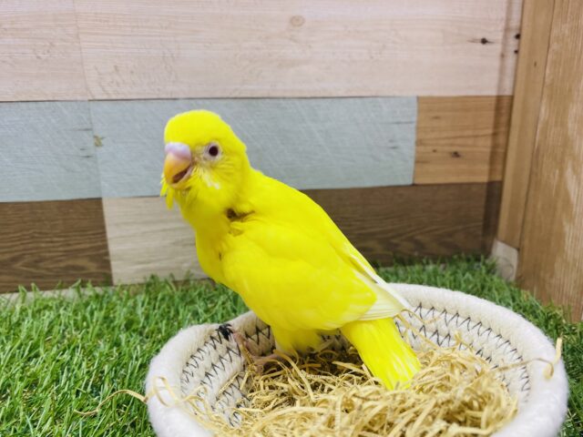 セキセイインコ