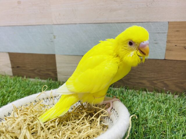 セキセイインコ