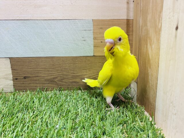 セキセイインコ