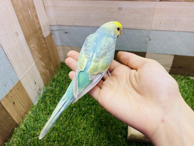セキセイインコ