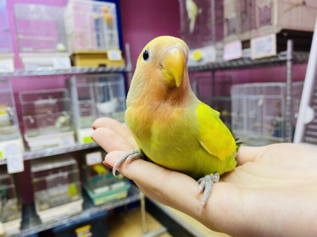 コザクラインコ（小桜インコ）