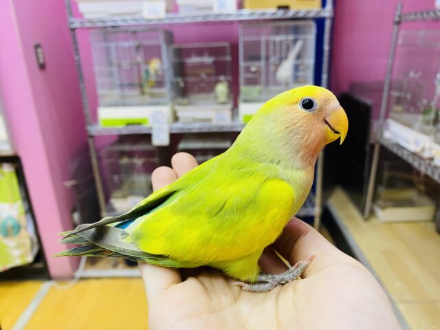コザクラインコ（小桜インコ）