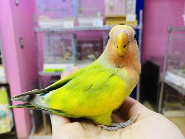 コザクラインコ（小桜インコ）