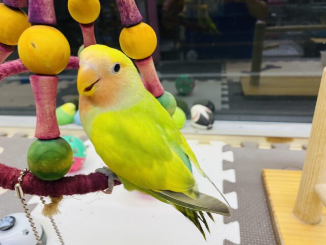 コザクラインコ（小桜インコ）